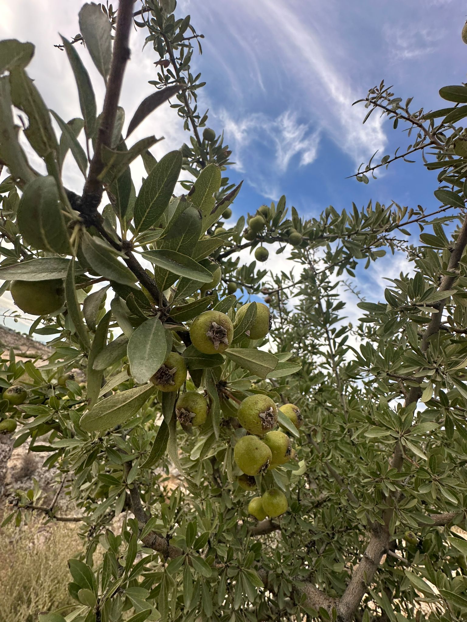 ✅ Neden Ege’de Zeytinlik?